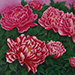 Nobuyuki Ikehata Gallery